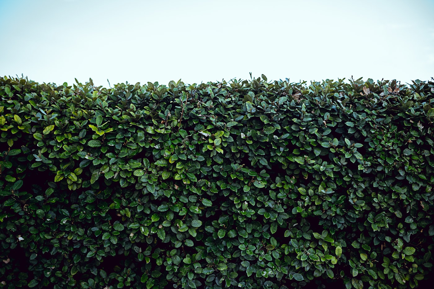 Trimmed hedge